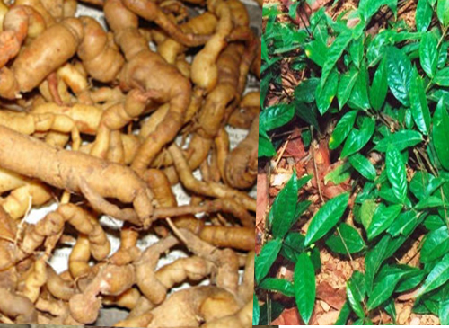 Sâm ba kích Đông Giang - 1 kg