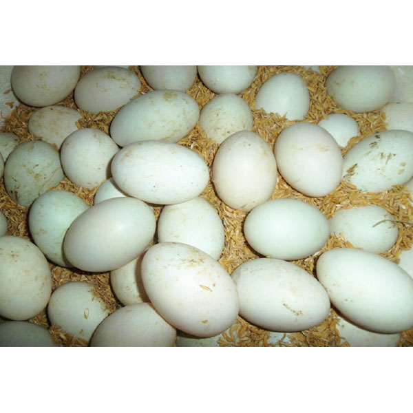 Trứng vịt