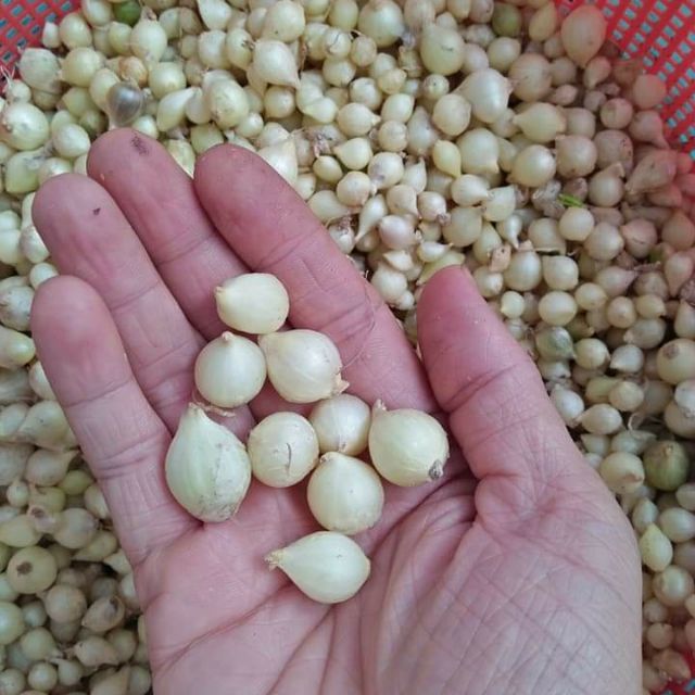 Nén - 0,5 kg