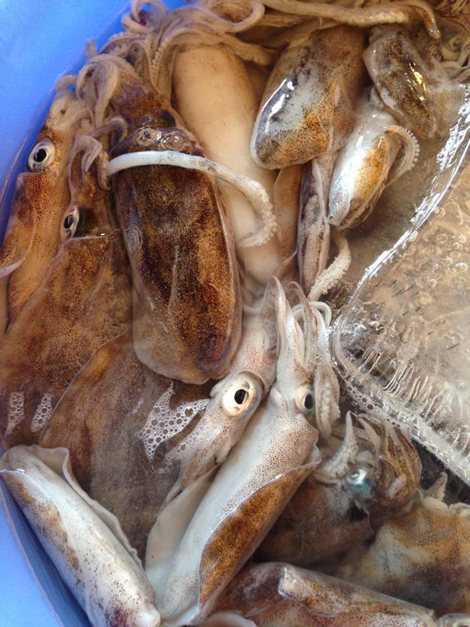 Mực Nái Biển Rạng - 0,5 kg