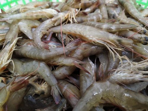 Tôm đất - 1 kg